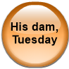 His dam, Tuesday