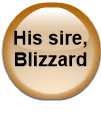 His sire, Blizzard