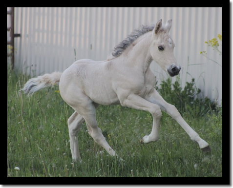 See his foals here!