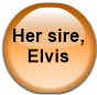 Her sire, Elvis