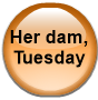 Her dam, Tuesday