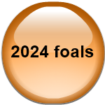2024 foals