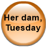 Her dam, Tuesday