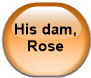 His dam, Rose