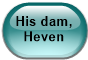 His dam, Heven
