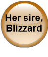 His sire, Blizzard